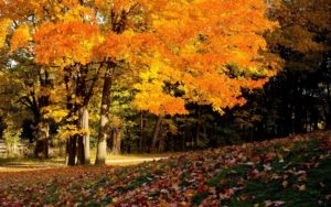 Сочинение На Тему Ах Осень Чудесная Пора